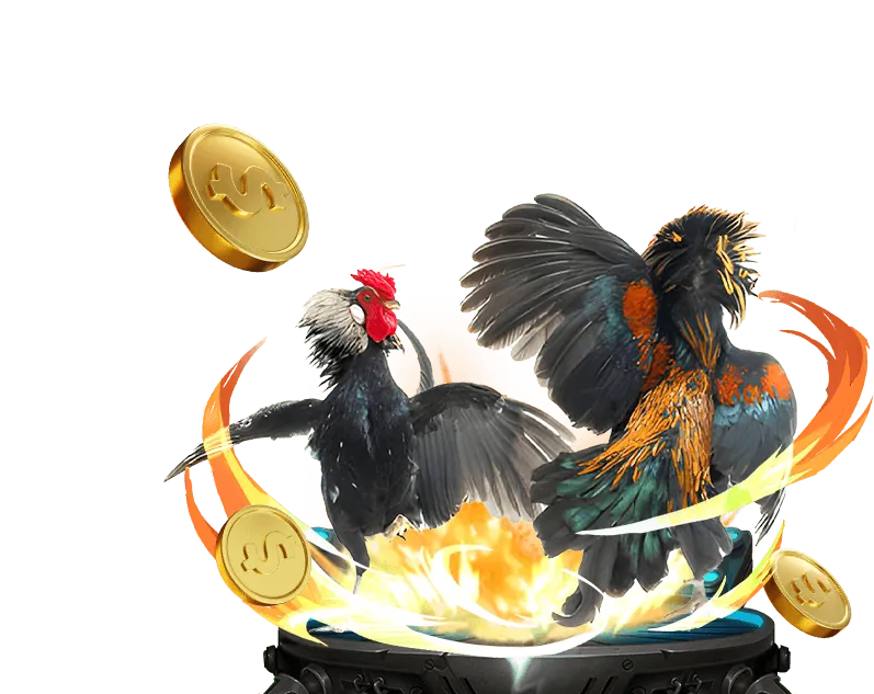 Đá gà trực tuyến MV66 với các trận đấu kịch tính